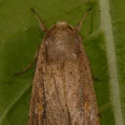 thumbnail for publication: Armyworm, Mythimna unipuncta (Haworth) (Insecta: Lepidoptera: Noctuidae)